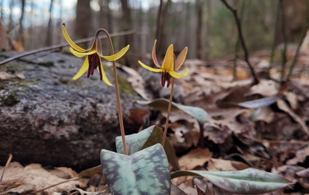 Spring at Deep Creek & Renovations